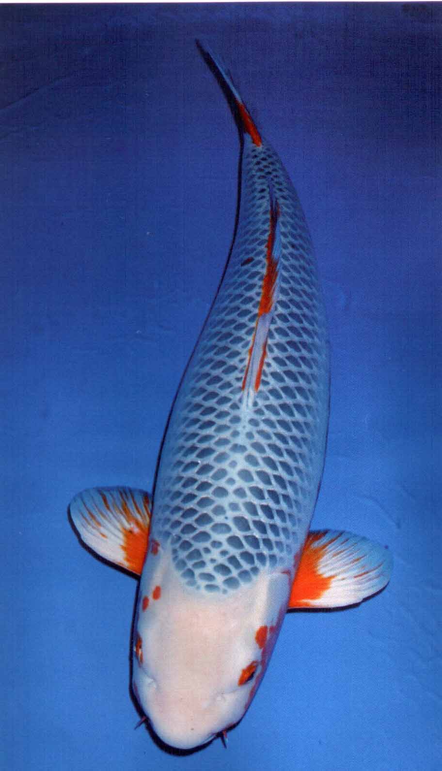 贵州景观鱼农业科技有限公司-贵州锦鲤 贵阳锦鲤 贵阳观赏鱼 贵阳锦鲤